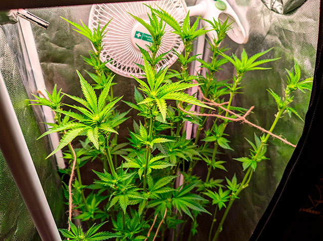 Дефолиация сорта конопли Sensi Star