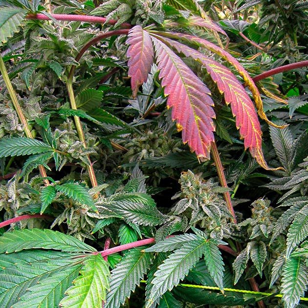 Цветение куста DDoS #33