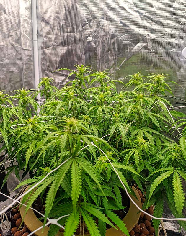 Гроурепорт сорта Gorilla Glue Auto Gorilla Glue Auto дневник по выращиванию