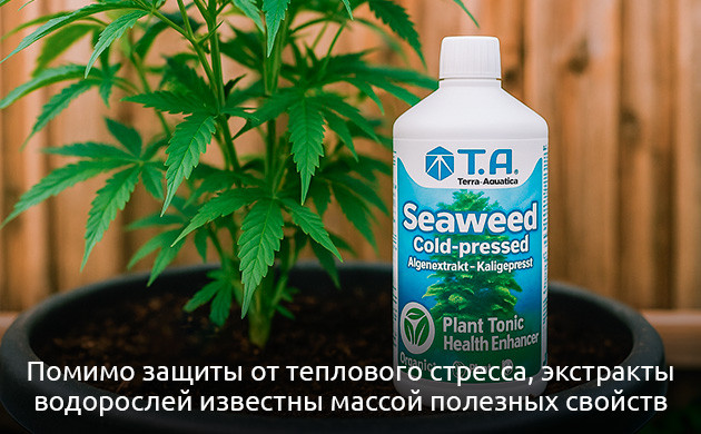 Морские водоросли для защиты марихуаны Экстракт водорослей: рост и защита для конопли