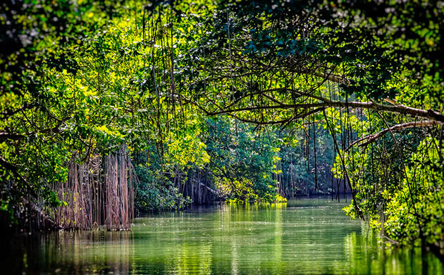 Слип: гидропоника в болотах Каннабис и фермеры общины Слип