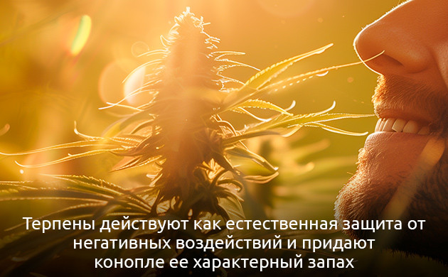 Роль терпенов в эффекте каннабиса Терпены и их влияние на организм