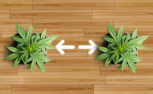 Размещение кустов разных генетик Размещение кустов разных сортов