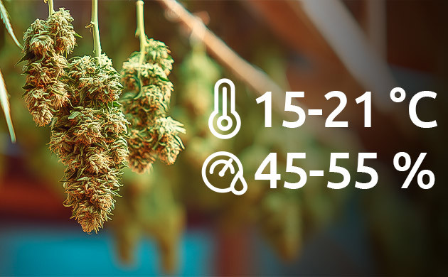 Сбалансированные условия для сушки каннабиса Оптимальные параметры при сушке марихуаны