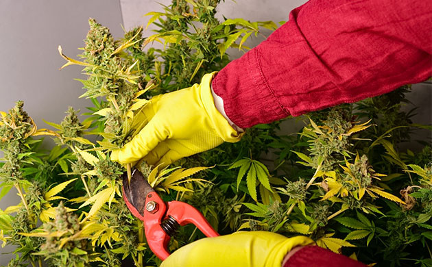 Удаление шишек с кустов конопли Отрезать соцветие от куста марихуаны