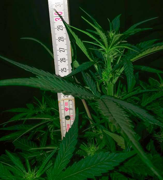 Марихуана ростом 29 см