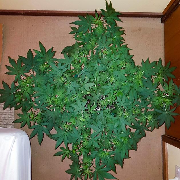 Куст готов к цветению Процесс вегетации затянулся