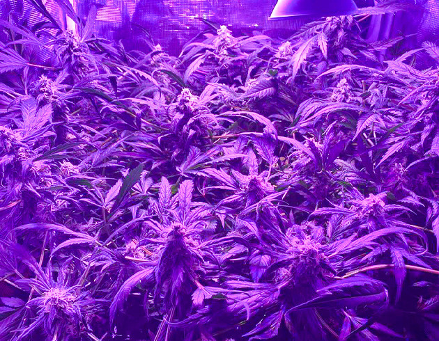 Запах в гроубоксе Куст после обрезки листьев