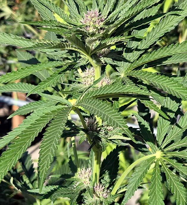 Конопля ростом 90 см
