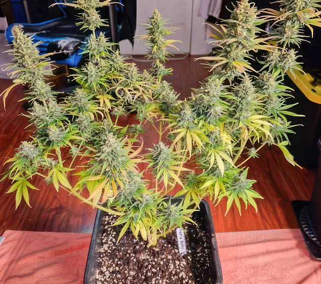 Дефолиация конопли 13 неделя роста сорта Apple Betty