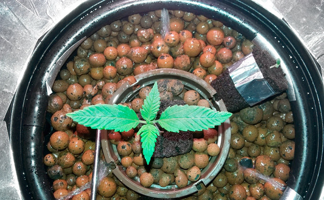 Выращивание конопли в системе DWC Росток сорта Eleven Roses