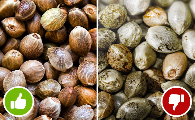 Семена коричневого и бледного цвета