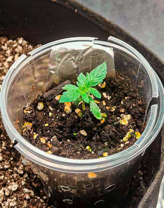 Росток Crystal WW Autoflower от Easy Grow Seeds на 2 неделе