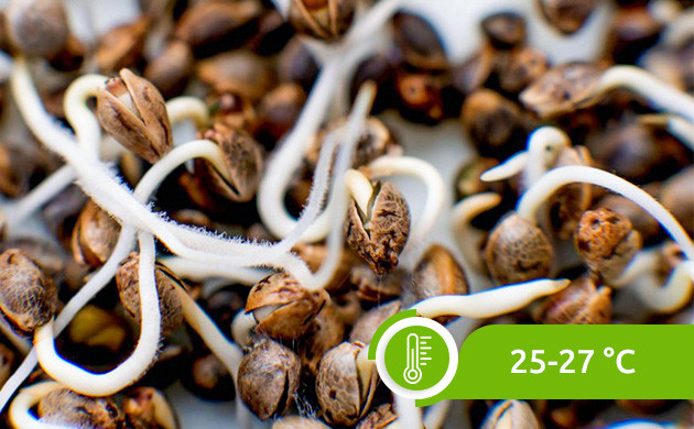 Комфортная температура для проращивания семян Температура проращивания семян 25-27 °С