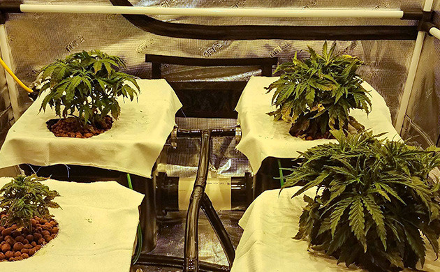 Куст Gelato Auto на 4 неделе выращивания Проблемы с pH Gelato Auto