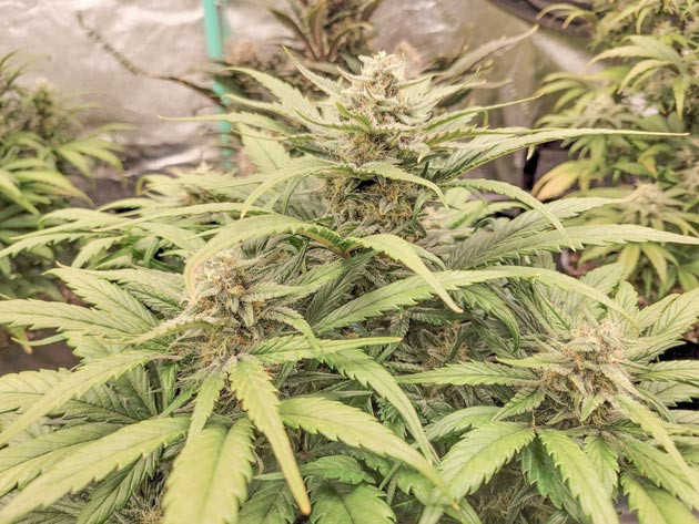 Перевод на цветение растения Ztrawberriez Auto Куст Ztrawberriez Auto на цветении