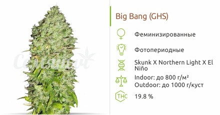 Сорт марихуаны Big Bang Big Bang от Green House Seeds