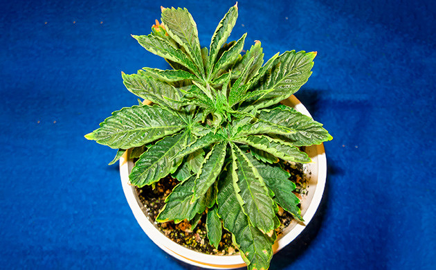 Обезвоживание: угроза для роста рассады Последствия обезвоживания рассады