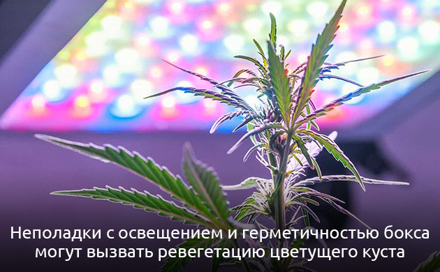 Возвращение марихуаны на стадию вегетативного роста Ревегетация кустов марихуаны