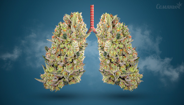 Конопля и легкие