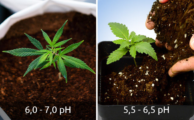 Показатели pH и EC для ростков конопли