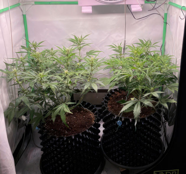 Промывка и переход на новый состав питательного раствора Кусты Apricot Auto от FastBuds на 5 неделе