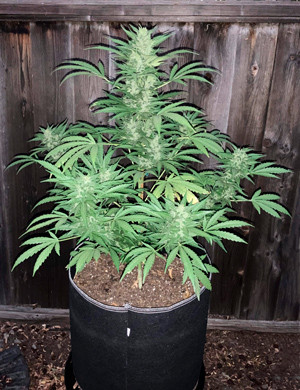 Стабилизация погоды а 10 неделе Цветущий Bruce Banner Auto