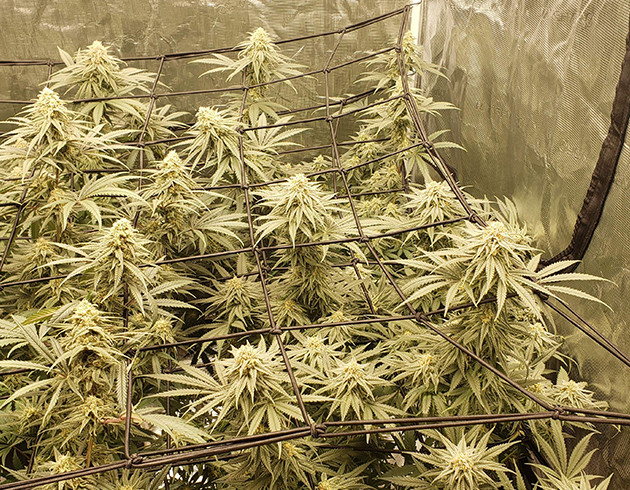 Установка второй сетки ScrOG на 12 неделе Сетки ScrOG на цветущими кустами