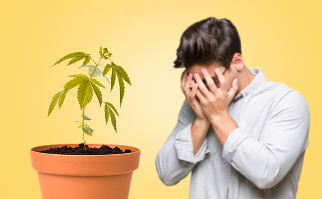 Ошибки при выращивании конопли Нездоровый куст