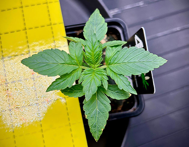 Первые листики и раствор для грунта Росток Cherry Cola Auto от FastBuds на 1 неделе