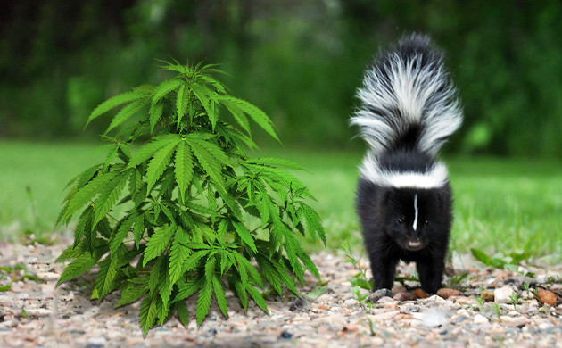 Эффект и запах сорта конопли Skunk Небольшой сканковый куст