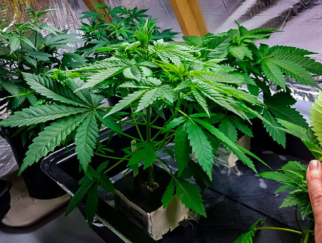 Куст марихуаны Shiskaberry Стимуляция роста куста Shiskaberry