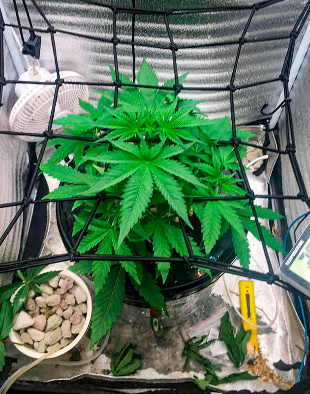 Конопля ростом 40 см Каннабис под сеткой ScrOG