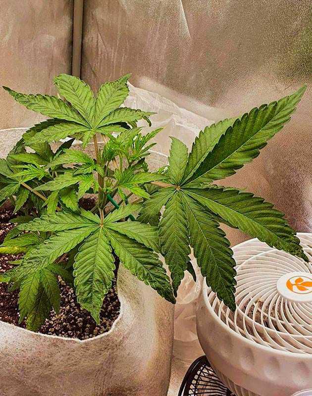 Проведение LST Куст Planet of the Grapes RBX от Ethos Genetics ростом 19 см