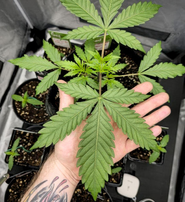 Пересадка и топпинг конопли Куст Super Silver Haze на 3 неделе выращивания