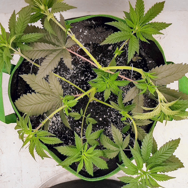 Разгибание ветвей метолом LST Куст в новом 20 литровом горшке