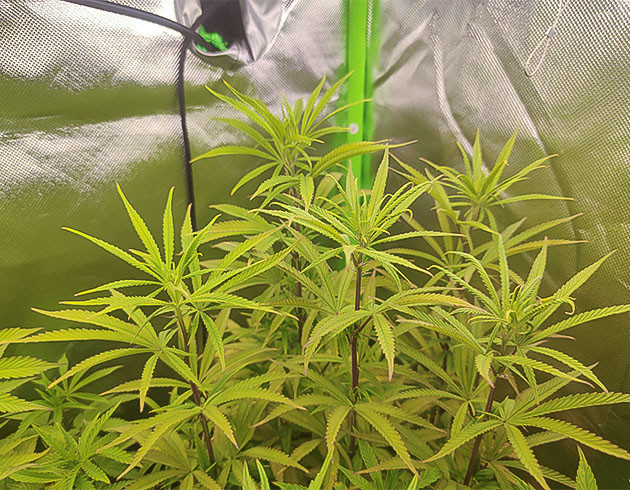 Gorilla: заключительные недели веги