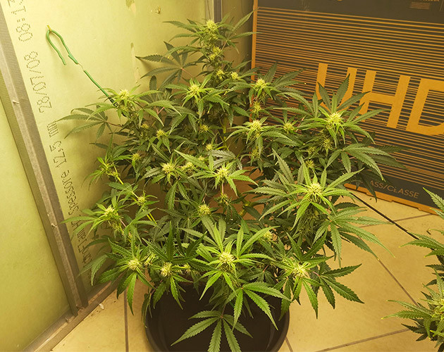 Соцветия конопли с белыми волосками