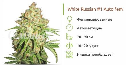 Autoflowering White Russian 1 fem (Serious Seeds)