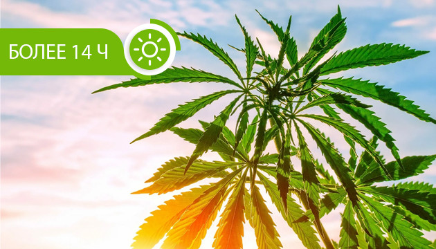 Продолжительность светового дня во время вегетации Световой день более 14 часов