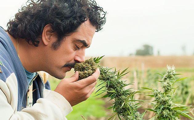 Происхождение Colombian Gold