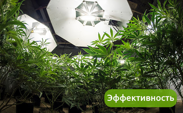 Функциональность применяемого оборудования Эффективная работа систем выращивания каннабиса