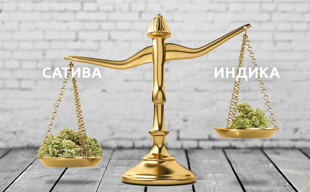 Урожайность Сативы и Индики Разница урожайности