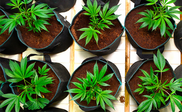 Метод SOG Выращивание марихуаны методом SoG