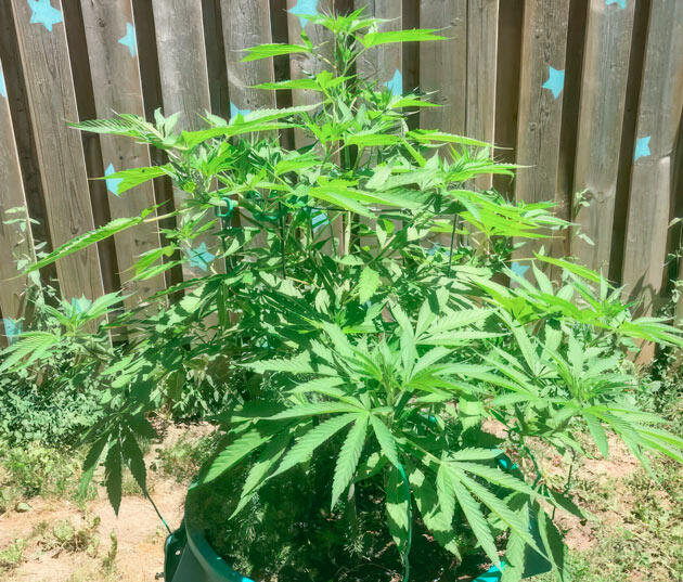 6 неделя развития Jack Herer от Seedkeepers