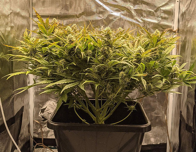 Фиолетовое соцветие Critical Kush Auto