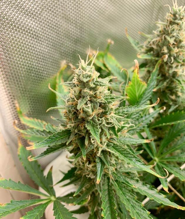 Развитие соцветий Куст Californian Snow Auto от FastBuds на 10 неделе