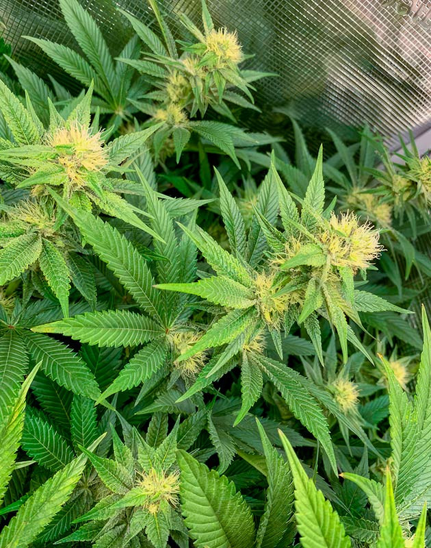 Каннабис на 8 неделе роста