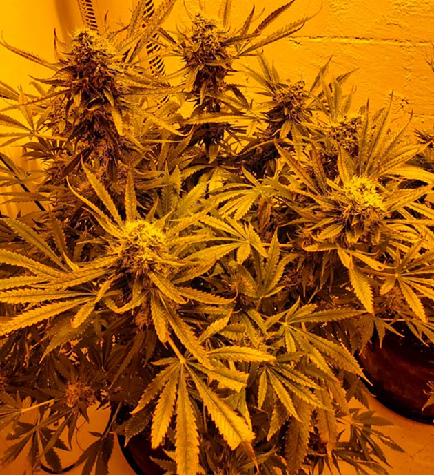 Проблемы с блокировкой питательных веществ Коричневые кончики листьев каннабиса