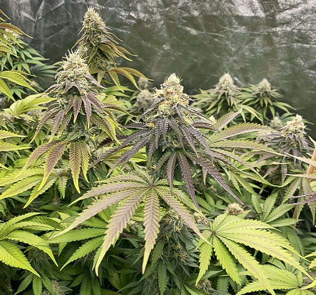 Полив кустов Liberty Haze Растение Liberty Haze на 13 неделе выращивания